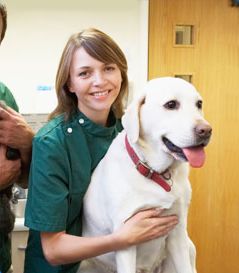 Clínica Veterinaria Bétera - Mujer con perro